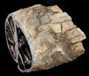 Polished Blue Forest Petrified Wood Limb (-/ lb) #14046-1